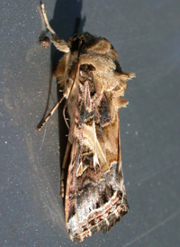 Yellow-striped Armyworm Armyworm